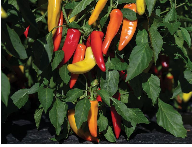 Hungarian Hot Wax Pepper Seed, 50 Seed Pack, Heirloom Hot Pepper Seed –  Starting Gardens