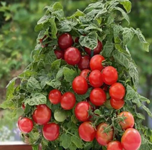 Patio Tomato Seeds, Patio Hybrid Tomato, NONGMO, 30 Seed Pack
