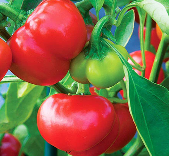 Pimento Pepper Seed, 50 Seeds, NONGMO, Heirloom, Mild Pepper