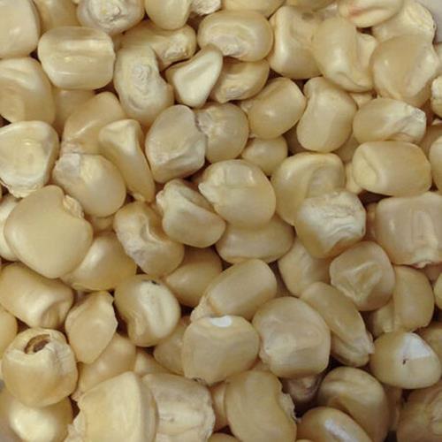HIckory King White Corn, Heirloom, NONGMO, Field Corn, 1/4 Lb Pack, 2