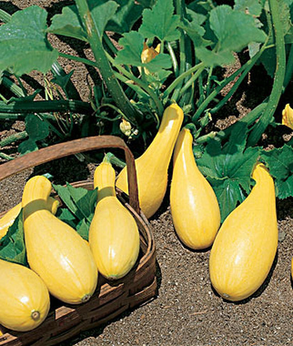 Yellow Crookneck Squash Seed, NONGMO, Heirloom, Yellow Summer Squash