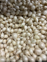 Onion Sets, Bulbs, White Onions, 60-80 Sets or Bulbs, 12 oz Pack Onion