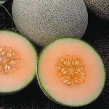 Ambrosia Melon Seed, 20 seed packet, premium hybrid melon seed