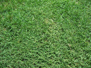 Bermuda Grass Seed, Hulled/ Coated, (5 Lb. Pack), Drought Tolerant Lawn Seed