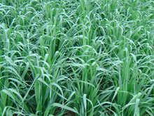 Cosaque Black Seed Oats - Winter Hardy - High Yield Forage - Cover Crop - 5 lb