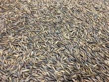 Cosaque Black Seed Oats - Winter Hardy - High Yield Forage - Cover Crop - 5 lb