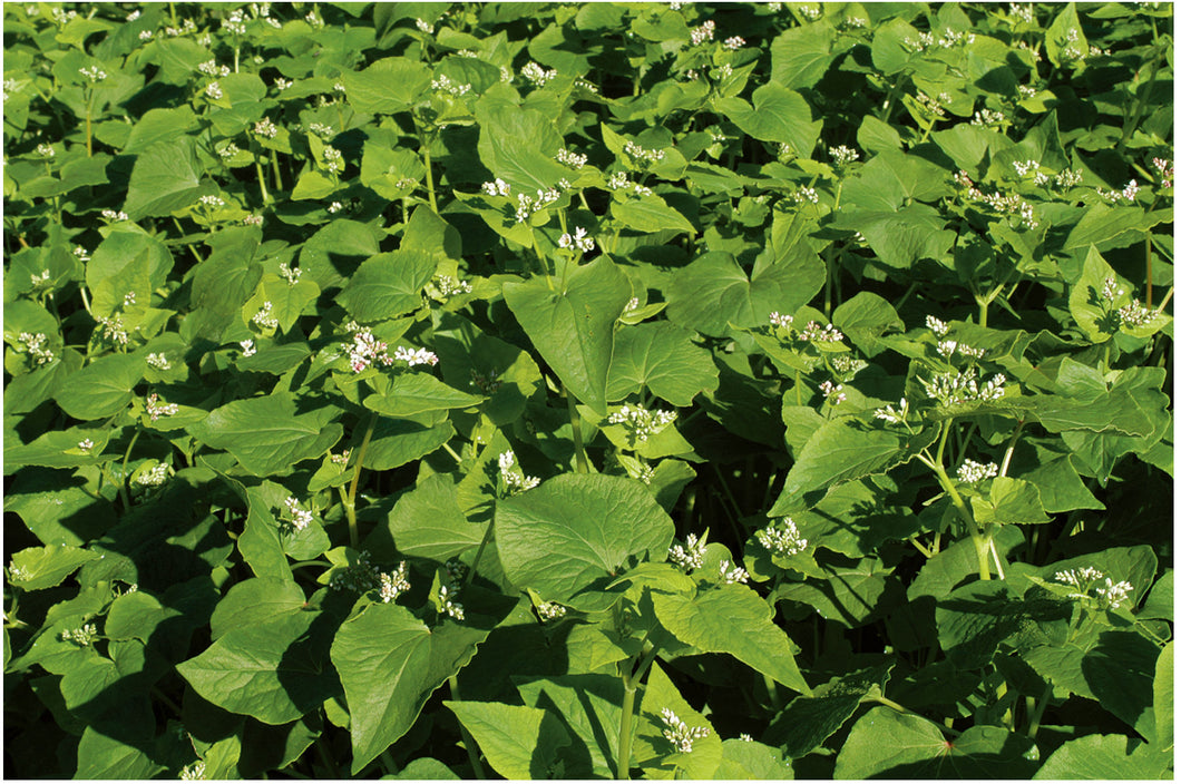 buckwheat plant seed Buckwheat Seed, (5 Lb. Pack), Cover Crop, Erosion Control, Food Plots, – Starting Gardens