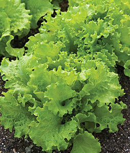 Lettuce Seeds, Black Seeded Simpson Lettuce Seeds, NON-GMO, 1000 Seeds