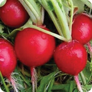 Radish Seeds, Eary Scarlett Radish, NON-GMO, Heirloom, 100 Radish Seed Pack