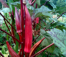 Red Burgundy Okra Seeds – Heirloom, Non-GMO, AAS Winner, 25 seeds, 1/4lb.