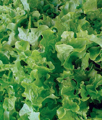 Lettuce Seeds, Salad Bowl Leaf Lettuce, NON-GMO Seed, Heirloom Seed, 1000 Seeds