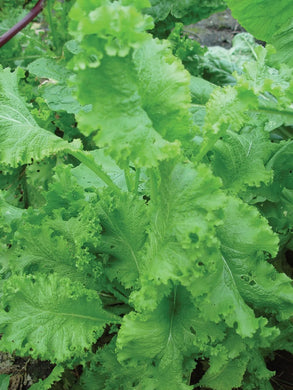 Mustard Seeds, Southern Giant Curled Mustard, NON-GMO, Heirloom Seed, 250 Seeds