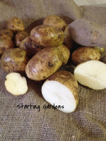 Seed Potato, White Kennebec, (5 lbs.), Certified Seed White Seed Potatoes