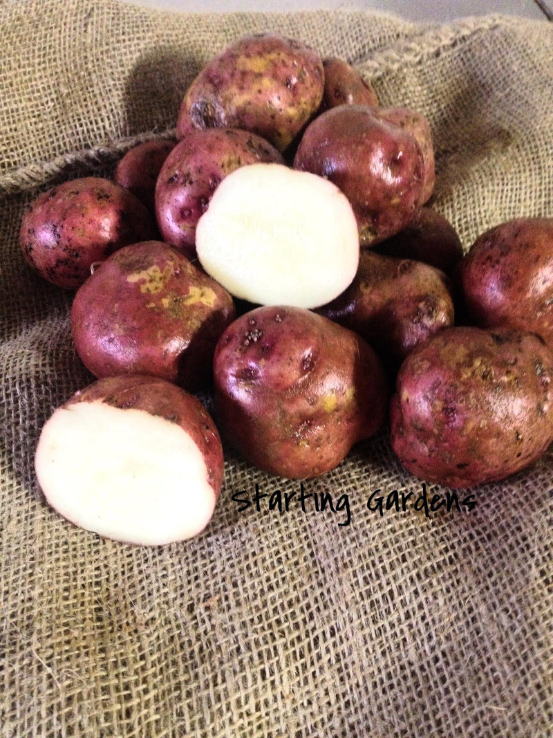 red seed potatoes for planting Red Pontiac Seed Potato, (5 lbs.), A Favorite Red Potato, Certified Se –  Starting Gardens