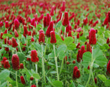 Crimson Red Clover Seed, (1 lb. Pack), Food Plot Seed, Cover Crop, Bee Forage