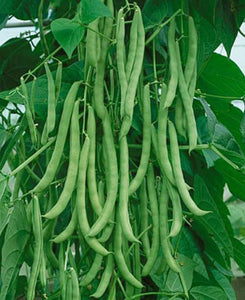 Kentucky Wonder Pole Bean Seed, NON-GMO, Heirloom Pole Bean Seed, 1 oz. Pack