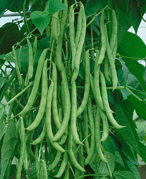 Kentucky Wonder Pole Bean Seed, NON-GMO, Heirloom Pole Bean Seed, 100 Seeds