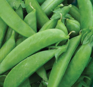 Sugar Snap Pea Seed, Snow Peas, Listing is for Approx. 500-2000 Pea Seeds