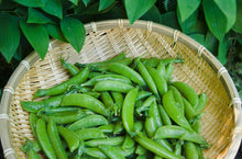 Sugar Snap Pea Seed, Snow Peas, Listing is for Approx. 500-2000 Pea Seeds