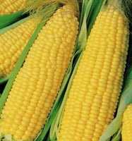 Truckers Favorite Yellow Corn, 1 oz Pack, Heirloom, Non-GMO, Grown in the USA