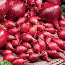Red Onion Bulbs, Onion Sets,  Red Onions,  12 Oz. Pack, Approx, 50-70 Bulbs