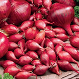 Red Onion Sets, Bulbs, Red Onions,  Approx, 50-70 Sets or Onion Bulbs