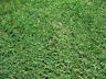 Bermuda Grass Seed, Unhulled, Coated, (1 Lb. Pack), Drought Tolerant Lawn Seed