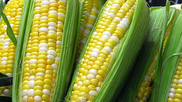 Ambrosia Sweet Corn, Ambrosia Bi-Color Corn, Hybrid NON GMO, 50 Seeds