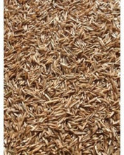Annual Rye Grass Seed, (1 lb. Pack), Grass Seed, Cool Season Gulf Rye Grass Seed