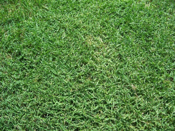 Bermuda Grass Seed, Hulled And Coated (1 Lb. Pack), Common Bermuda Seed