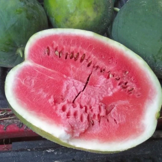 planting black diamond watermelon seeds Black Diamond Watermelon Seeds, Heirloom Watermelon, NON-GMO Seed, 20 Seed  Pack