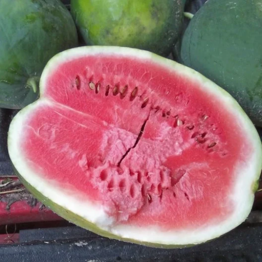 Black Diamond Watermelon Seeds, Heirloom Watermelon, NON-GMO Seed, 20 Seed Pack
