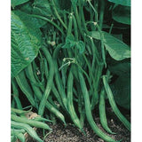 Blue Lake Bush Bean 274, Packed in Resealable Foil Packaging, Heirloom, NON GMO-Starting Gardens