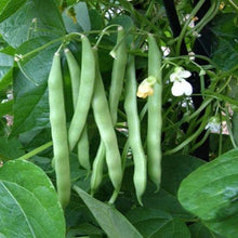 Blue Lake Pole Bean Seed, Packed in Resealable Foil Packaging, Heirloom, NON GMO-Starting Gardens