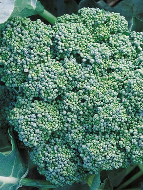 Broccoli Seed, Italian Green Sprouting,  (100+ Broccoli Seeds),NON GMO Heirloom