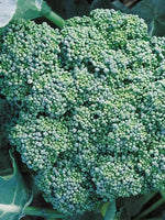 Broccoli Seed, Italian Green Sprouting,  (100+ Broccoli Seeds),NON GMO Heirloom