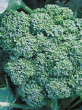 Broccoli Seed, Italian Green Sprouting,  (100+ Broccoli Seeds),NON GMO Heirloom