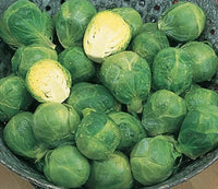 Brussel Sprouts, Long Island Brussel Sprouts Seeds, 300+ Seeds, Heirloom, NONGMO