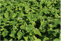 Buckwheat Seed, (1 Lb. Pack), Cover Crop, Erosion Control, Food Plots,