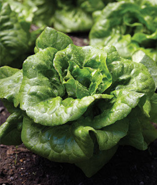 Buttercrunch Lettuce Seed, NON-GMO, Buttercrunch Lettuce Seeds, 1000 Seed Packet