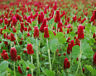Crimson Red Clover Seed, (5 lb. Pack), Food Plot Seed, Cover Crop, Bee Forage
