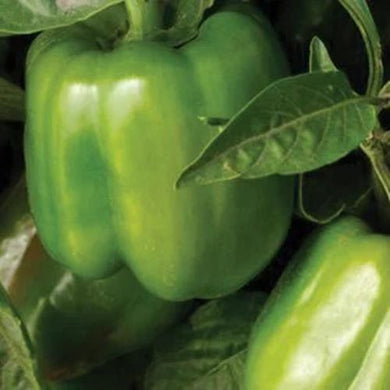 Bell Pepper Seeds, California Wonder Bell Pepper, NON-GMO, Heirloom,  25 Seeds