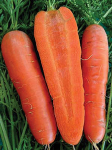 Danvers Carrot Seed 126, NON-GMO Danvers Carrot Seed, Heirloom, 500 Seed Pack