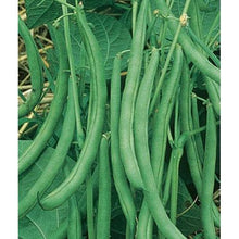 Contender Bush Bean Seed, Packed in Resealable Foil Packaging, Heirloom, NON GMO-Starting Gardens