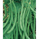 Contender Bush Bean Seed, Packed in Resealable Foil Packaging, Heirloom, NON GMO-Starting Gardens