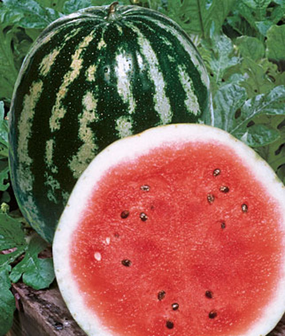 best watermelon seeds for planting Crimson Sweet Watermelon, Heirloom Watermelon Seed, NON-GMO, 25 Seed Packet