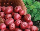 Red Pontiac Seed Potato, (5 lbs.),  A Favorite Red Potato, Certified Seed Potato
