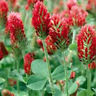 Crimson Red Clover Seed, (1 lb. Pack), Food Plot Seed, Cover Crop, Bee Forage