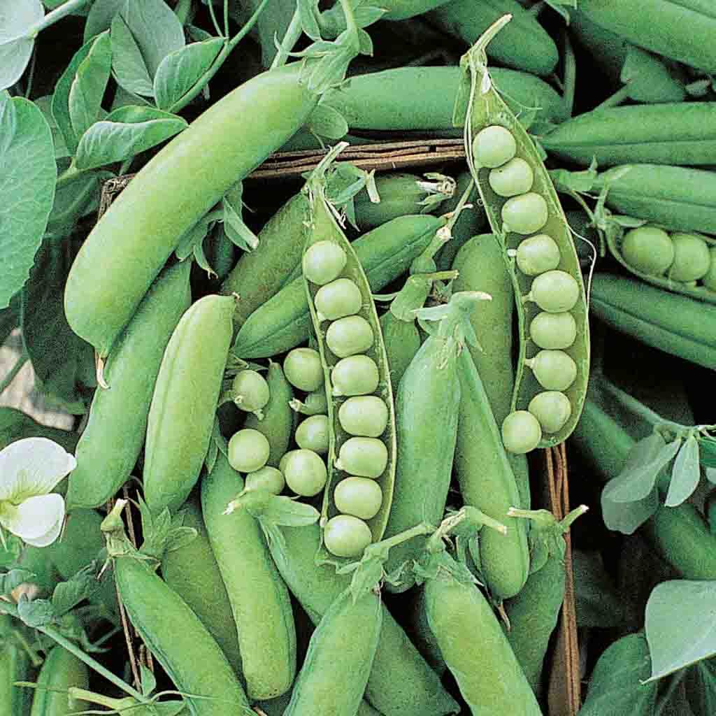 Early Alaska Peas, Heirloom Pea Seed, NON-GMO Early Alaska Pea Seed, 50 Seeds