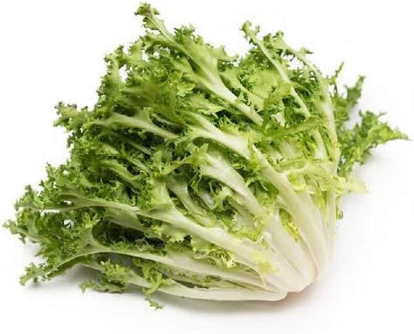 Endive Seeds, Green Curled Endive Seed, 1/16 oz Pack, Chicory, Heirloom, NON-GMO
